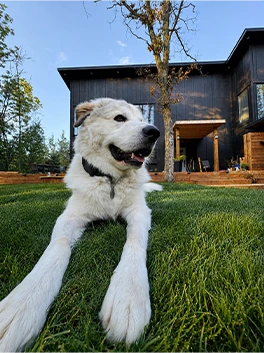 Theo the dog on the lawn in front of the house