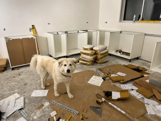 Theo among flat-pack kitchen cabinets